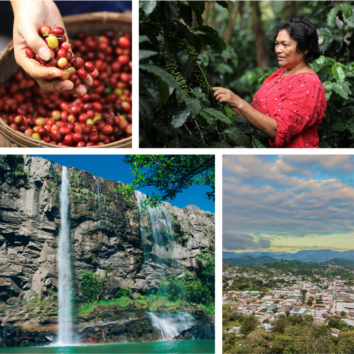 Honduran Manos De Mujer | Marcala, Medium Roast