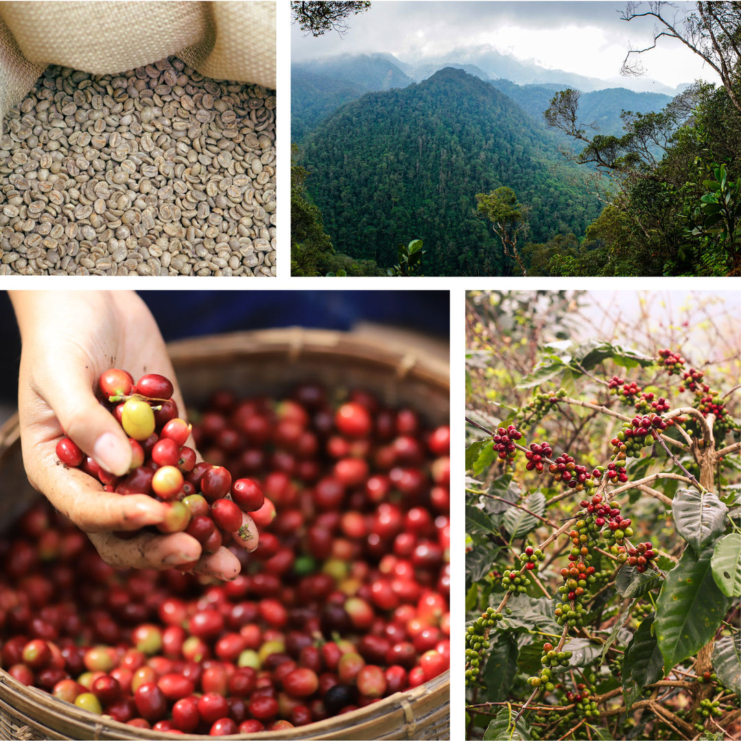 Honduran Pacavita – Dark Roast